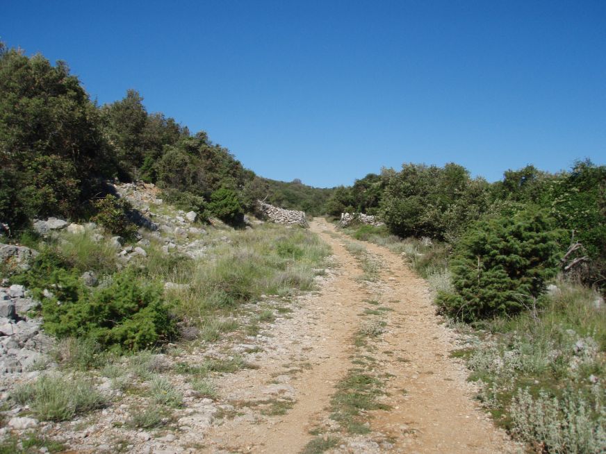 colubro leopardino (Zamenis situla, var. lineata)
